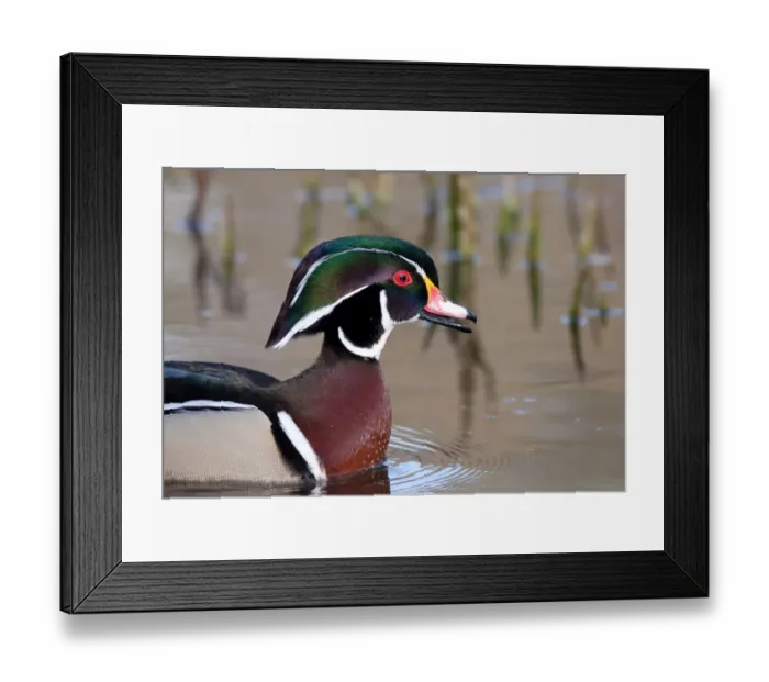 Framed Print : Wood duck