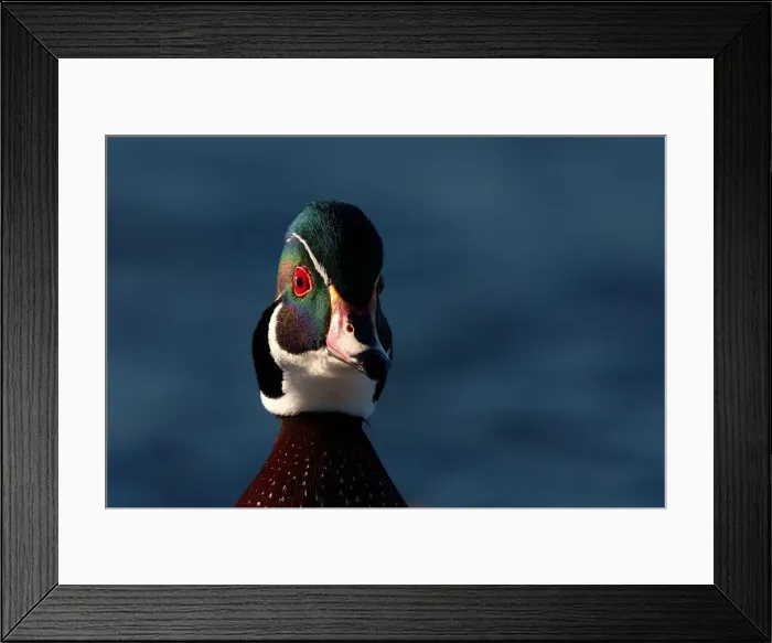 Framed Print : Wood Duck Framed Print : Wood Duck