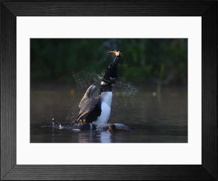 Framed Print : Common loon with fish Framed Print : Common loon with fish