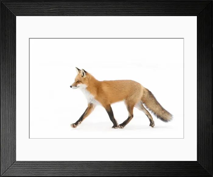 Framed Print : Red Fox Framed Print : Red Fox
