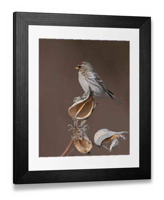 Framed Print : Redpoll on milkweed Framed Print : Redpoll on milkweed
