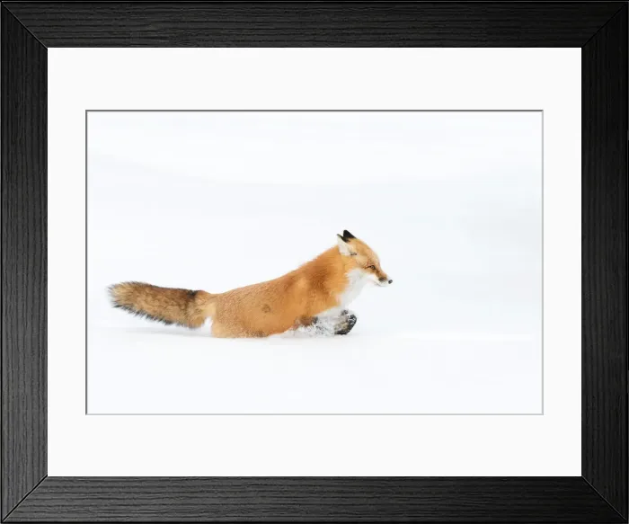 Framed Print : Red Fox
