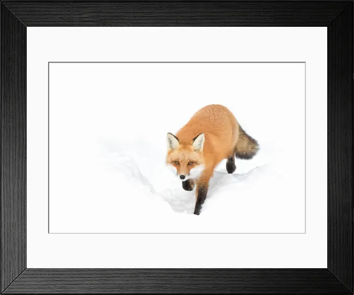 Framed Print : Red Fox Framed Print : Red Fox
