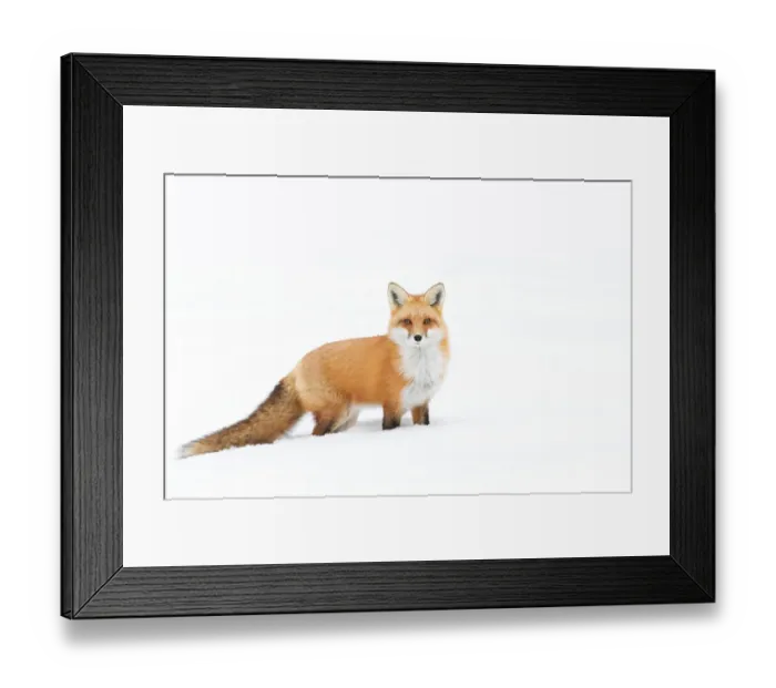 Framed Print : Red Fox Framed Print : Red Fox