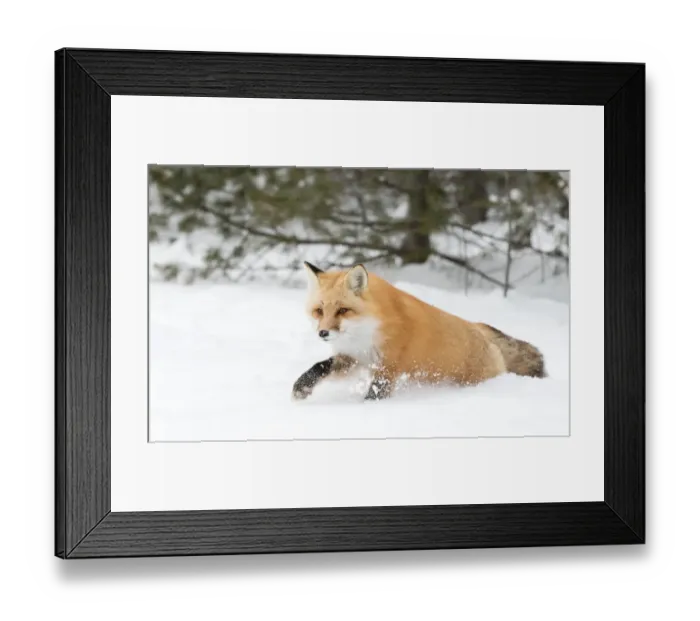 Framed Print : Red Fox Framed Print : Red Fox