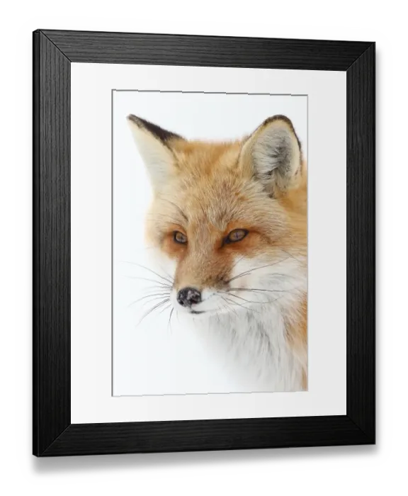 Framed Print : Red Fox Framed Print : Red Fox