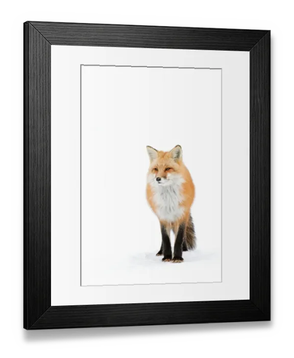 Framed Print : Red Fox Framed Print : Red Fox