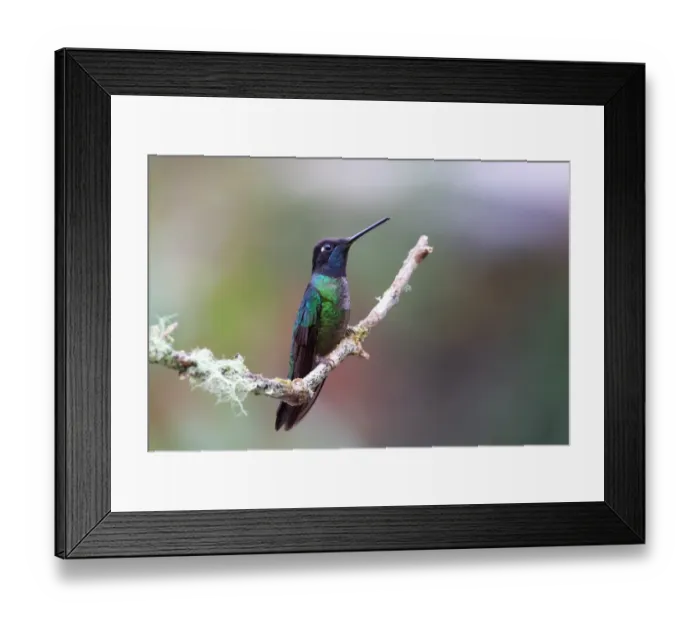 Framed Print : Magnificent hummingbird (Eugenes fulgens) Framed Print : Magnificent hummingbird (Eugenes fulgens)