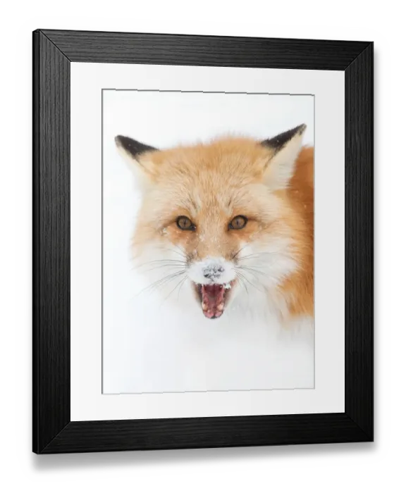 Framed Print : Red Fox