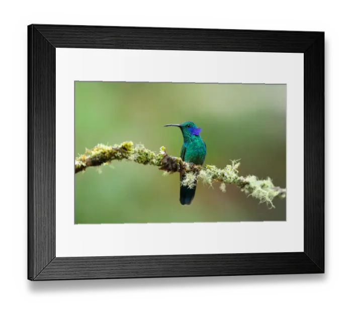 Framed Print : Violet eared hummingbird (Colibri thalassinus) Framed Print : Violet eared hummingbird (Colibri thalassinus)