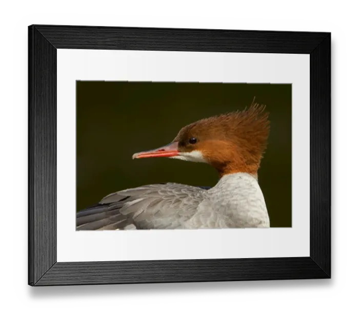 Framed Print : Common Merganser Framed Print : Common Merganser