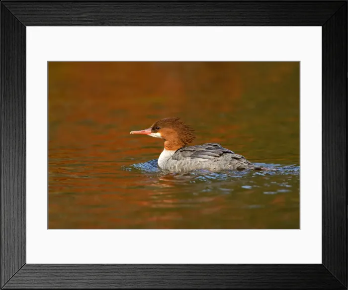 Framed Print : Common Merganser Framed Print : Common Merganser