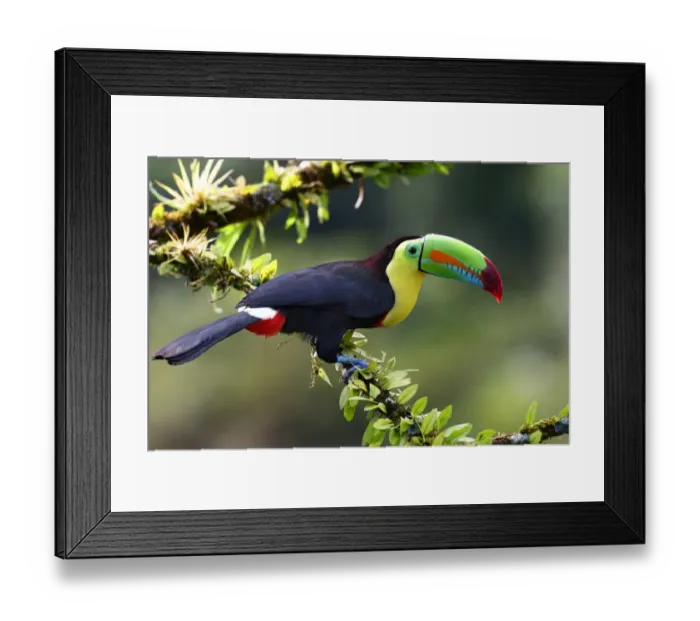 Framed Print : Keel-billed Toucan Framed Print : Keel-billed Toucan