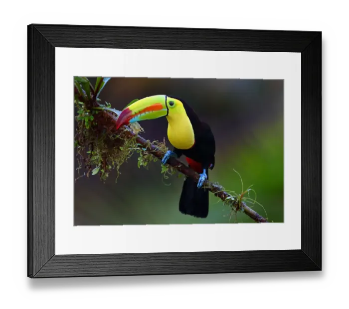 Framed Print : Keel-billed Toucan Framed Print : Keel-billed Toucan