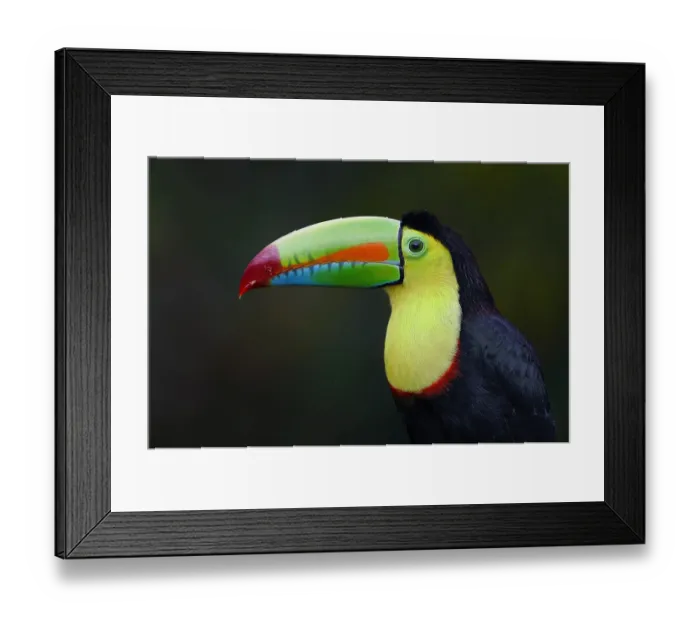 Framed Print : Keel-billed Toucan Framed Print : Keel-billed Toucan