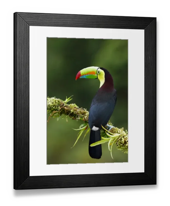 Framed Print : Keel-billed Toucan Framed Print : Keel-billed Toucan