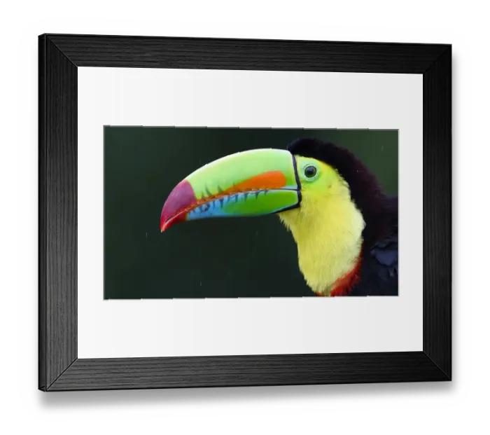 Framed Print : Keel-billed Toucan