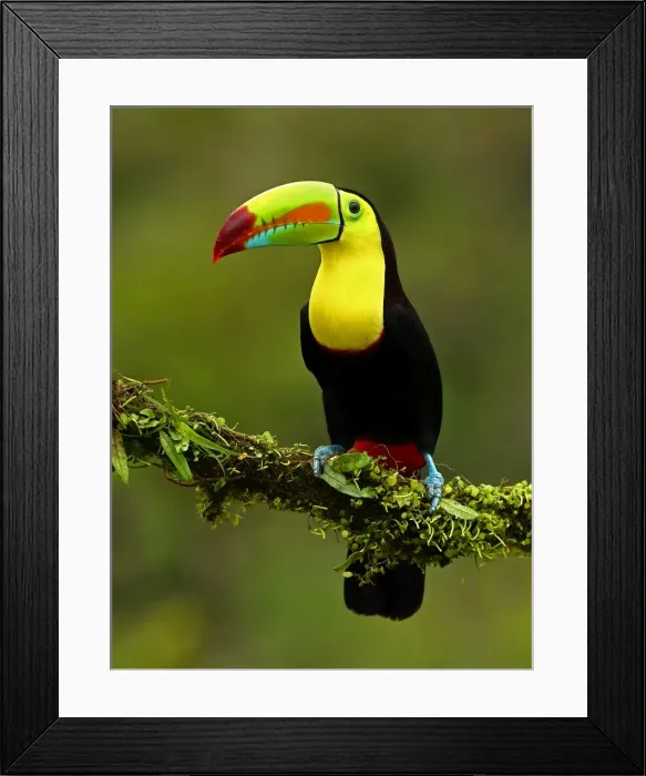 Framed Print : Keel-billed Toucan Framed Print : Keel-billed Toucan