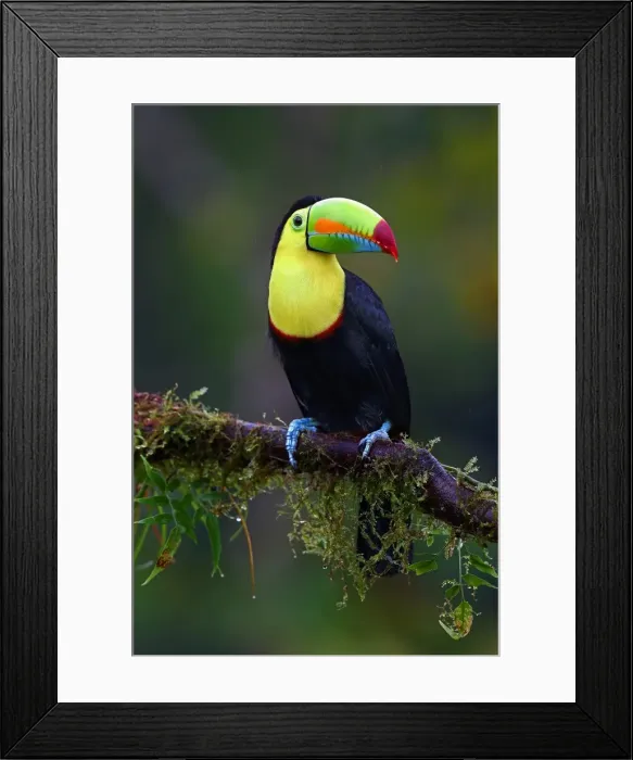 Framed Print : Keel-billed Toucan Framed Print : Keel-billed Toucan
