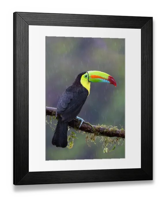Framed Print : Keel-billed Toucan Framed Print : Keel-billed Toucan