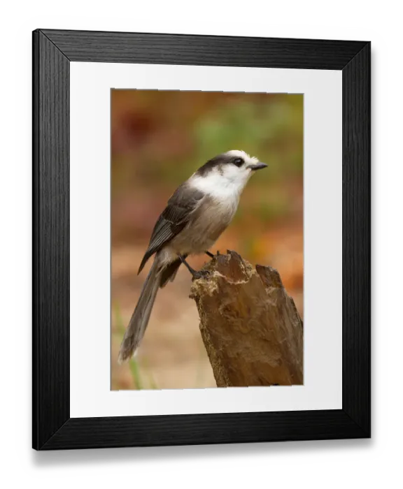 Framed Print : Gray jay Framed Print : Gray jay