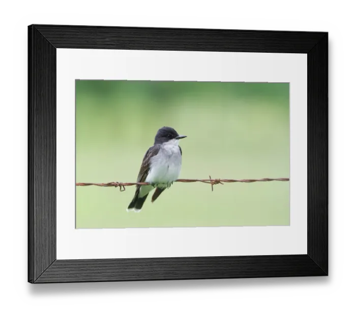Framed Print : Kingbird on wire Framed Print : Kingbird on wire