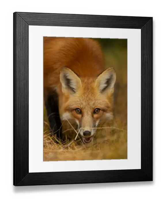 Framed Print : Red Fox close-up Framed Print : Red Fox close-up