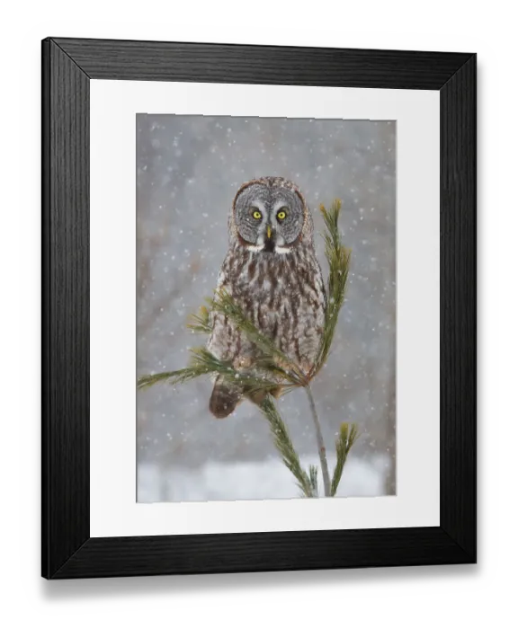 Framed Print : Great grey owl in spruce tree Framed Print : Great grey owl in spruce tree