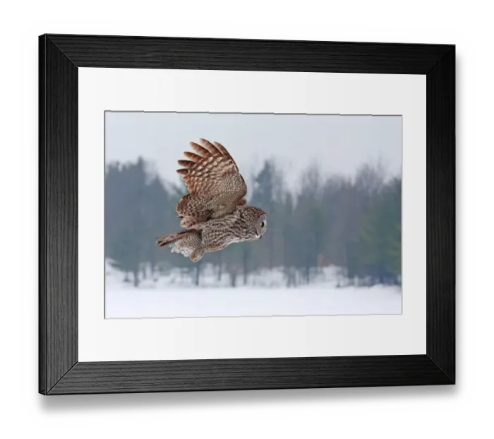 Framed Print : Great grey owl flies past me