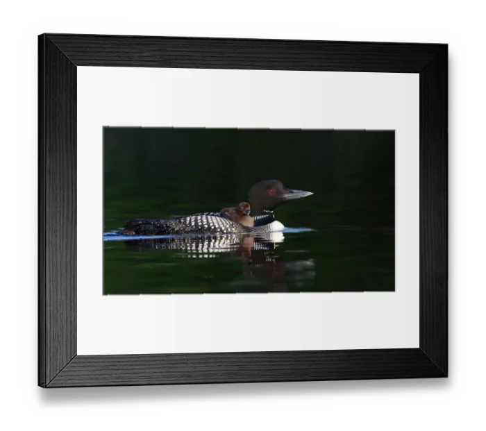 Framed Print : Common loon with chick Framed Print : Common loon with chick