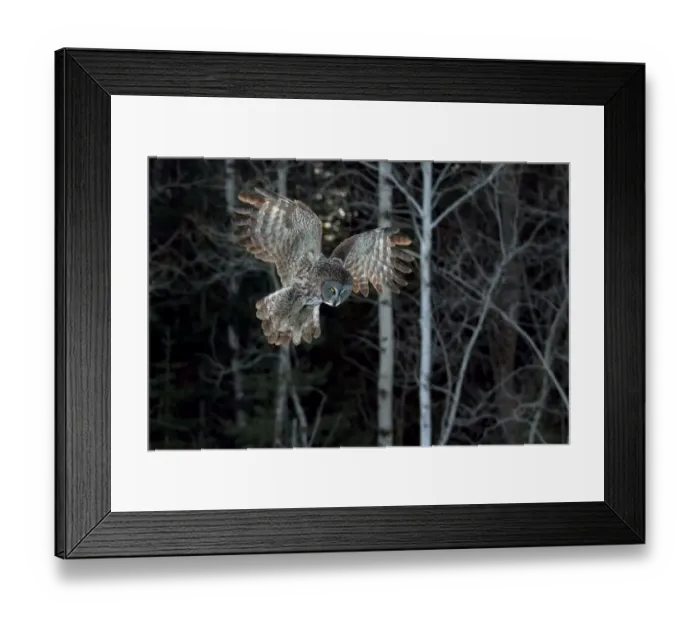 Framed Print : Great grey owl swoops down Framed Print : Great grey owl swoops down