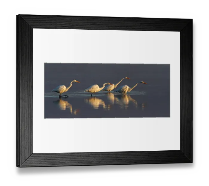 Framed Print : Four Great Egrets fishing Framed Print : Four Great Egrets fishing