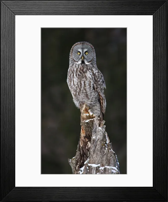 Framed Print : Great grey owl perch Framed Print : Great grey owl perch
