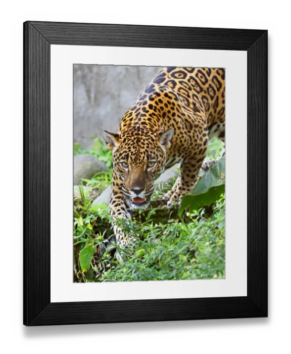 Framed Print : Jaguar in Costa Rica Framed Print : Jaguar in Costa Rica