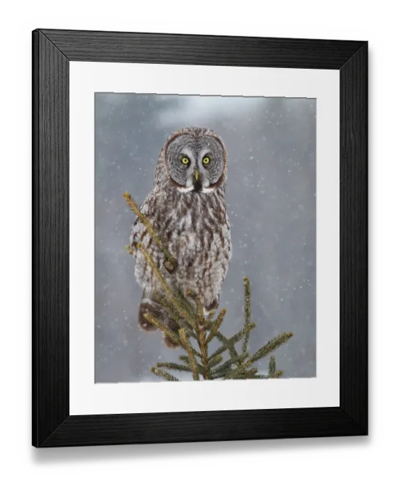 Framed Print : Great grey owl in spruce tree