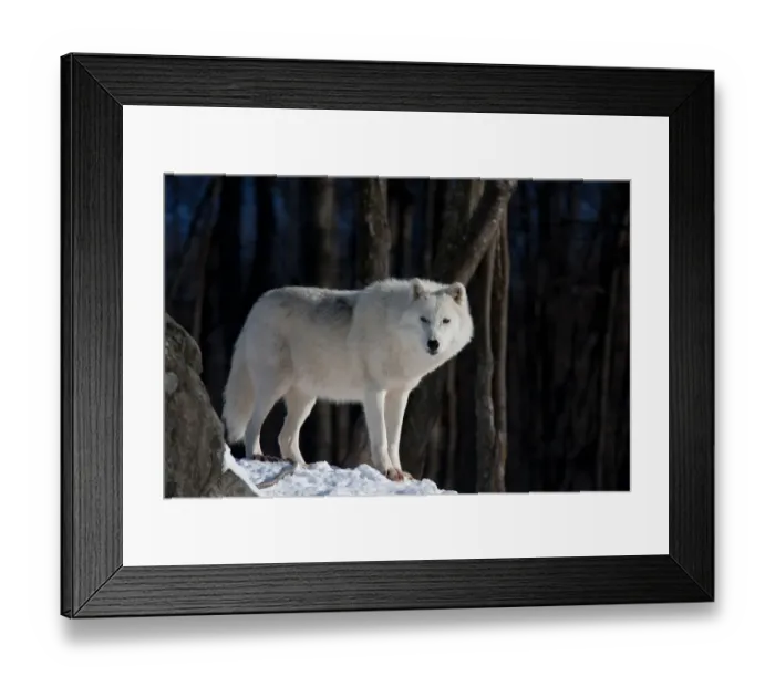 Framed Print : Arctic Wolf