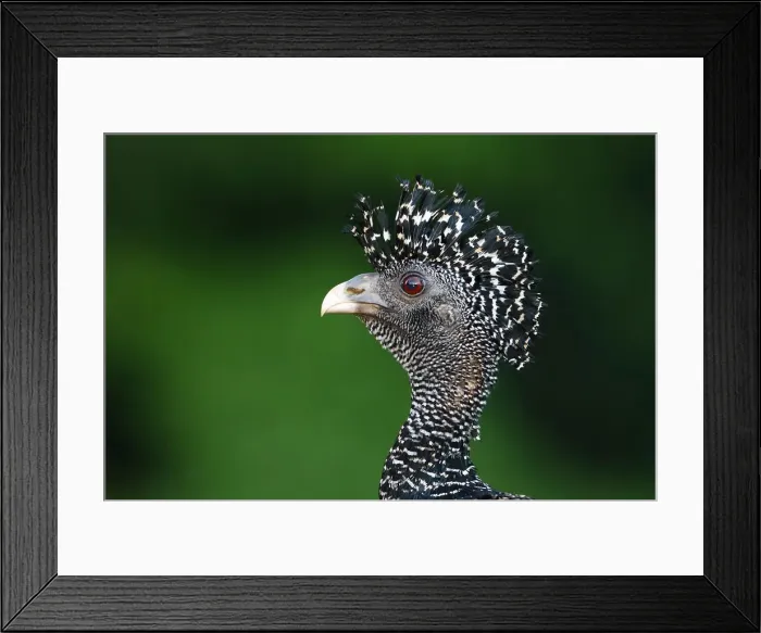 Framed Print : Great Curassow (Crax rubra) Costa Rica Framed Print : Great Curassow (Crax rubra) Costa Rica