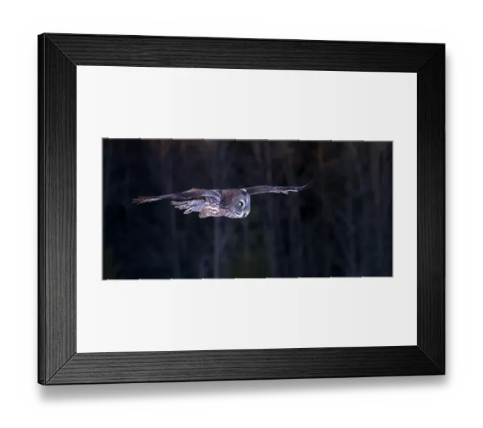 Framed Print : Great grey owl flying Framed Print : Great grey owl flying