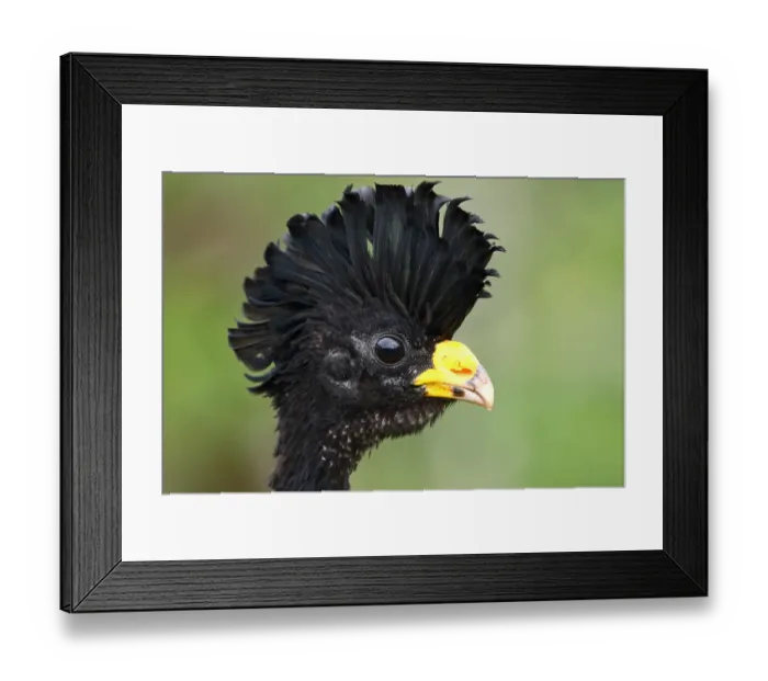 Framed Print : Great Curassow (Crax rubra) Costa Rica Framed Print : Great Curassow (Crax rubra) Costa Rica