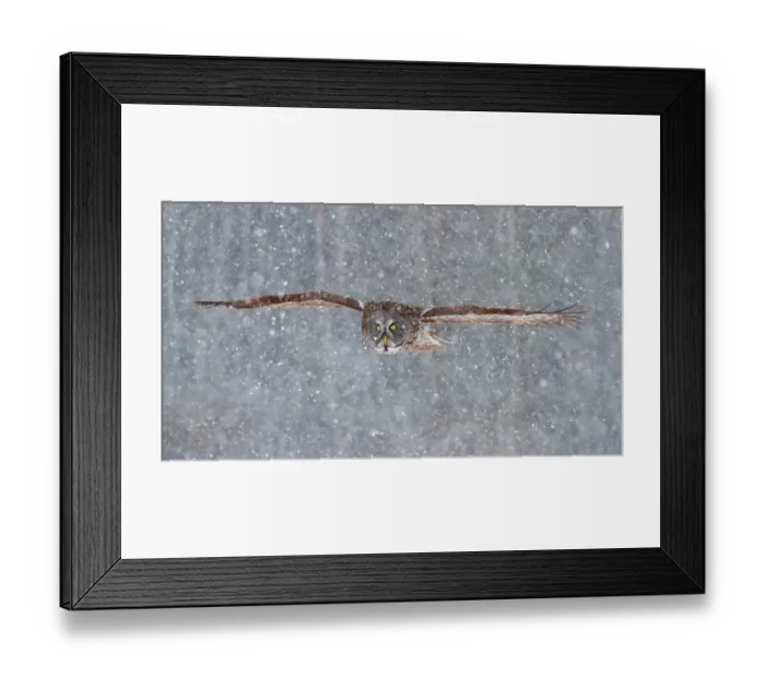 Framed Print : Great grey owl flying through snow Framed Print : Great grey owl flying through snow