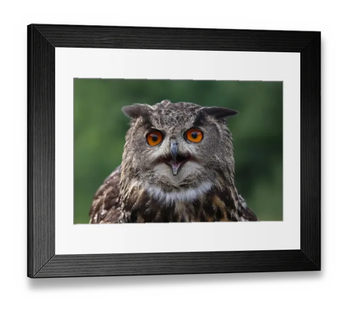 Framed Print : Eurasian Eagle Owl