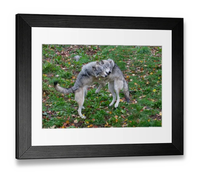 Framed Print : Timber wolves fighting