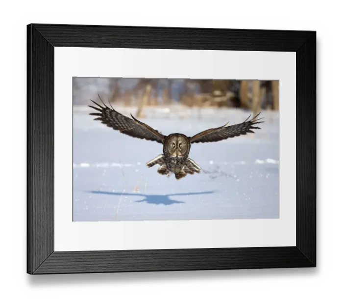 Framed Print : Great grey owl coming at you Framed Print : Great grey owl coming at you