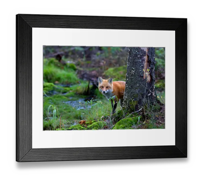 Framed Print : Red Fox behind Tree Framed Print : Red Fox behind Tree