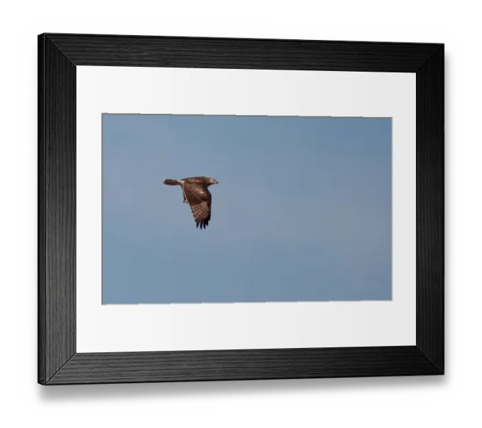 Framed Print : Broad shouldered Hawk flying