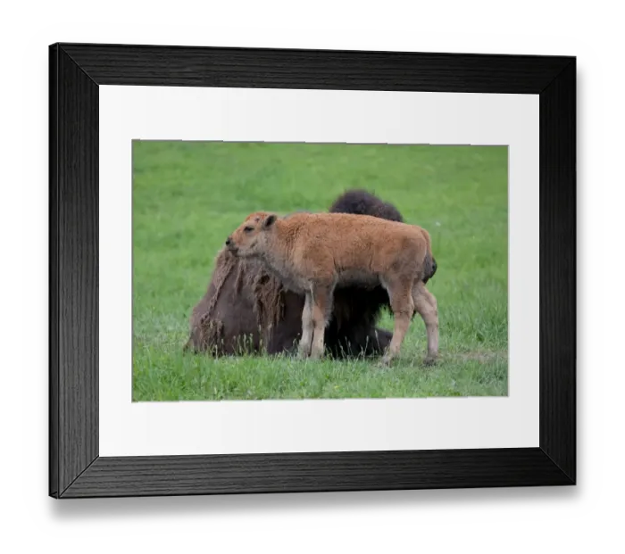 Framed Print : Buffalo and calf Framed Print : Buffalo and calf