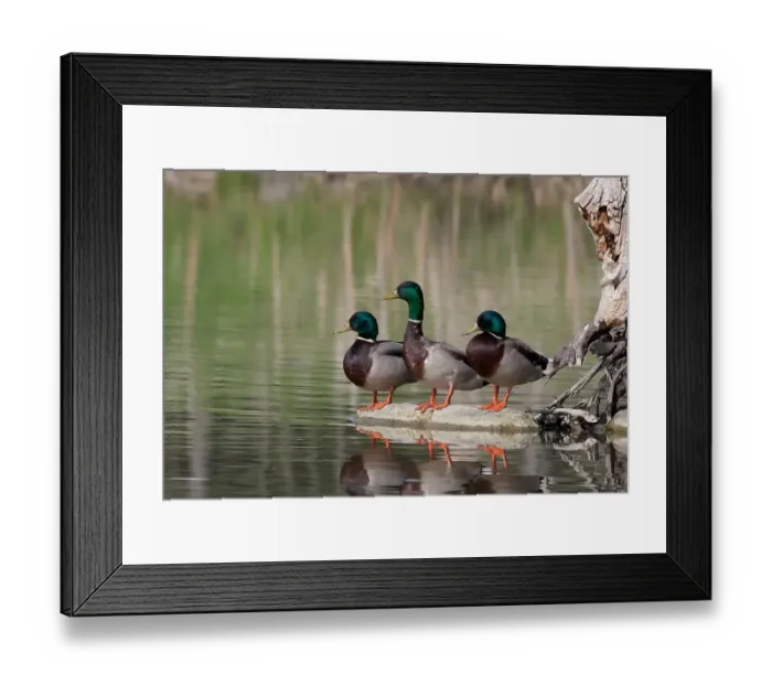 Framed Print : Three Drake mallards Framed Print : Three Drake mallards
