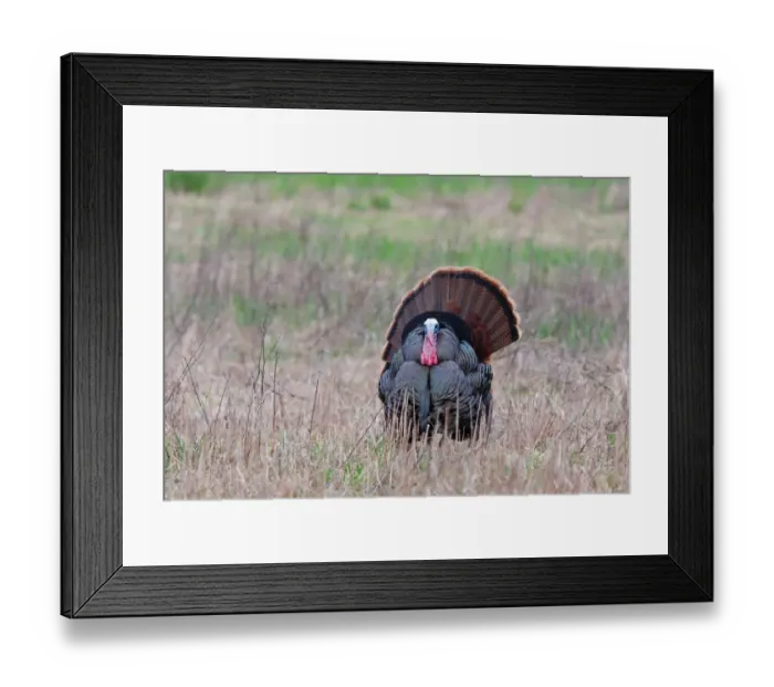Framed Print : Wild Turkey Framed Print : Wild Turkey