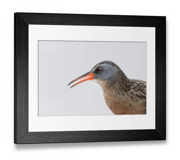 Framed Print : Virginia Rail (Rallus limicola) Framed Print : Virginia Rail (Rallus limicola)