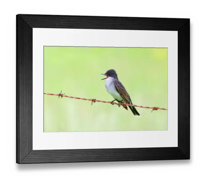 Framed Print : Eastern kingbird